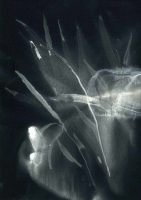 http://www.actionaqua.com/files/gimgs/th-113_bodensee  2invert.jpg